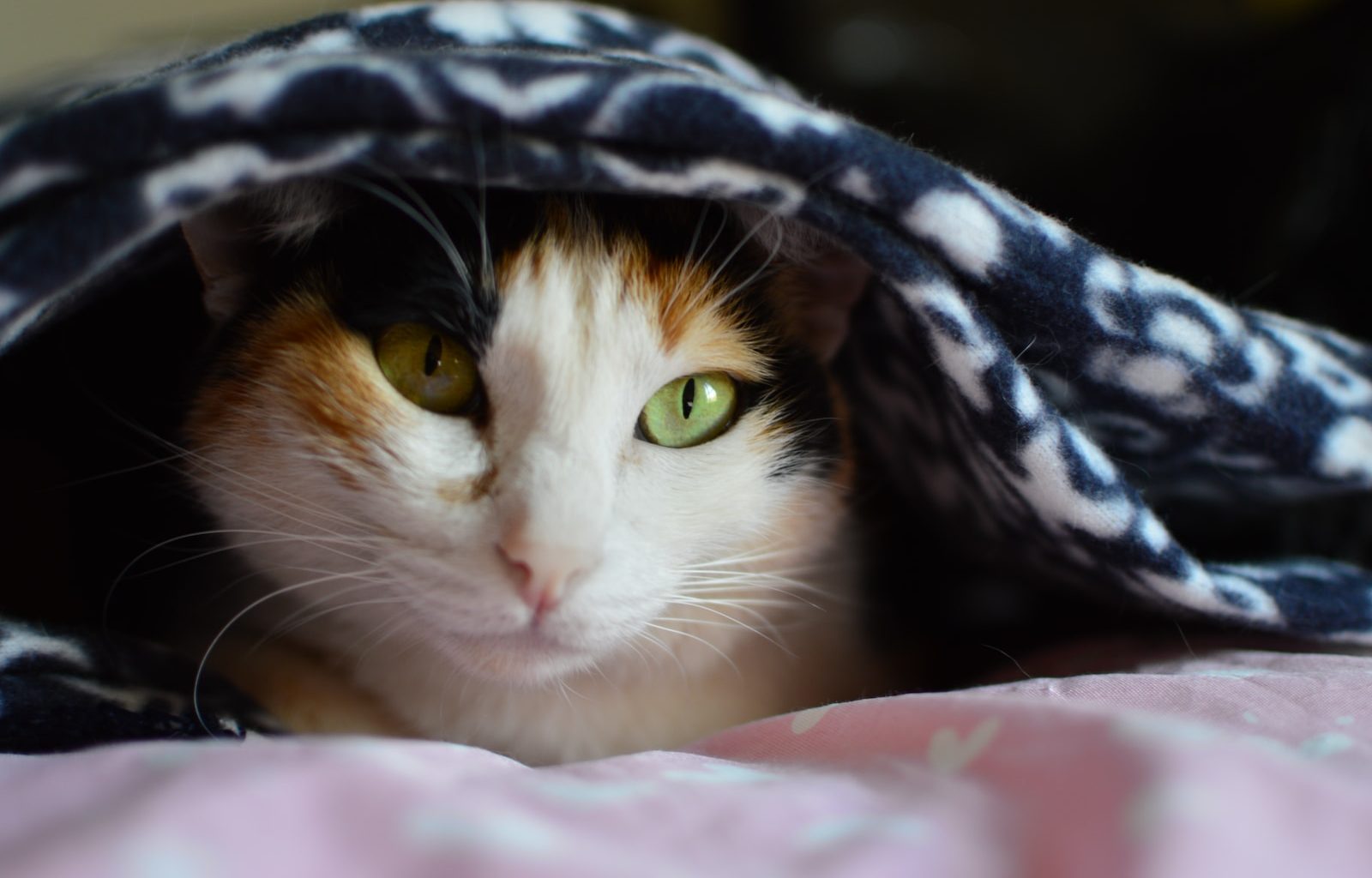 white calico cat hiding on blanket during daytime