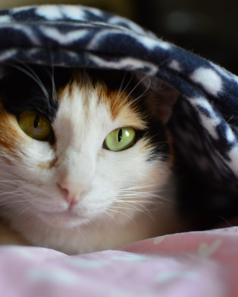 white calico cat hiding on blanket during daytime