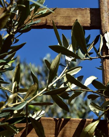 wooden ladder, rung, olive tree