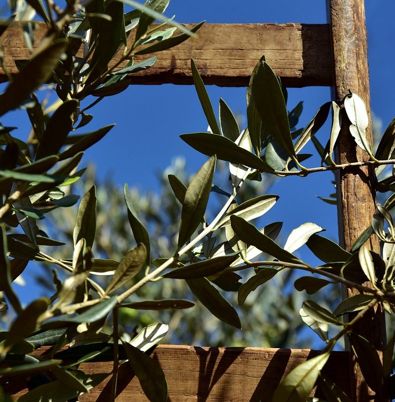 wooden ladder, rung, olive tree