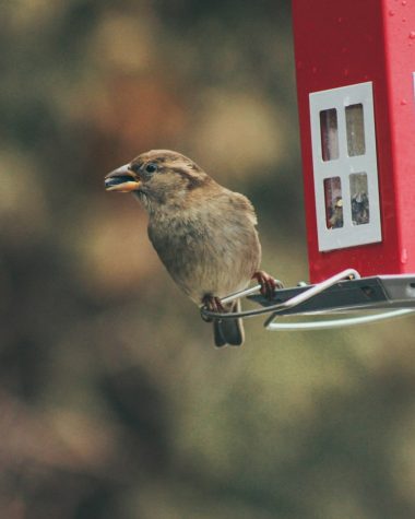 bird pearched beside lantern